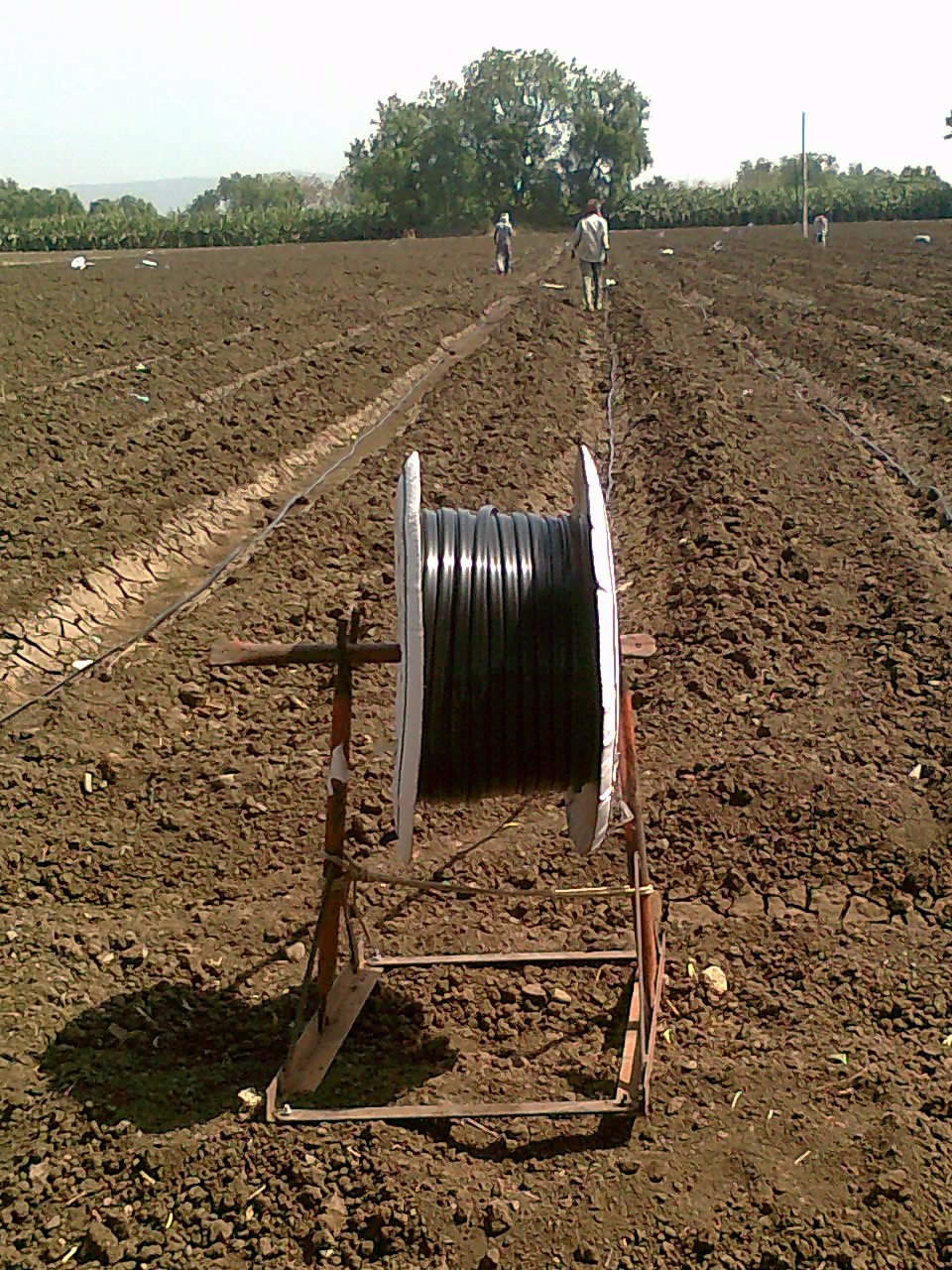 Drip irrigation field — output advisories inform irrigation scheduling.